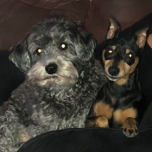 Meet your Posher, Felipe